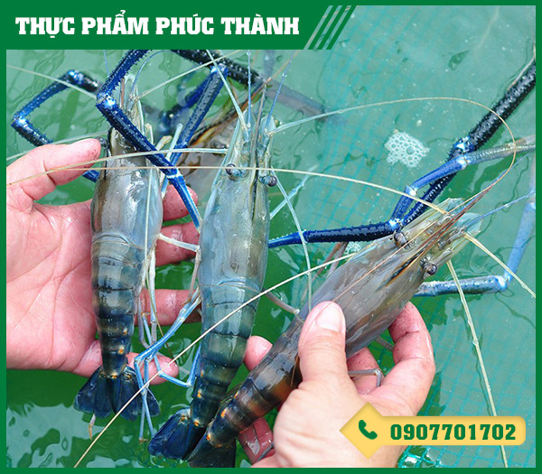 Tôm càng xanh