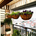 Chậu treo xơ dừa