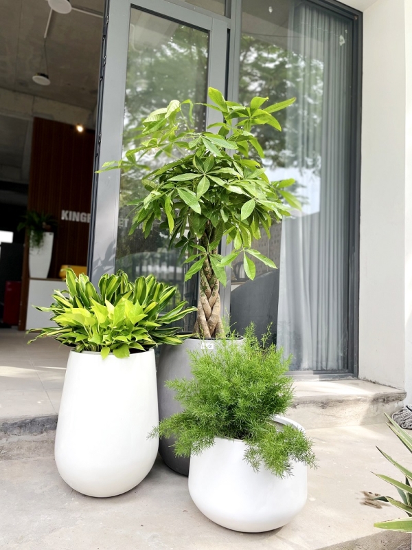 Bộ chậu tự dưỡng 4323