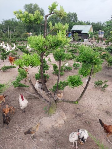 Cây la hán tùng (tùng Nhật)