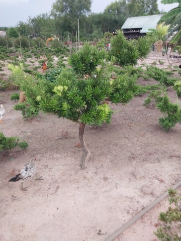 Cây la hán tùng (tùng Nhật)