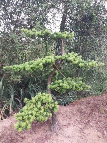 Cây tùng bonsai