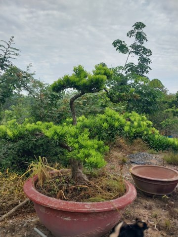 Cây tùng bonsai