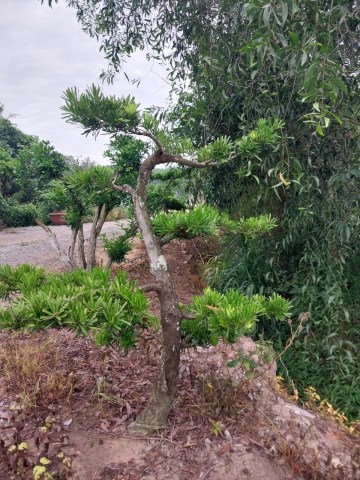 Cây tùng bonsai