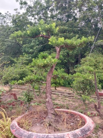 Cây tùng bonsai