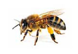 Dịch vụ diệt ong