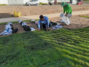 Dịch vụ trồng cây xanh trồng cỏ