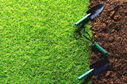 Dịch vụ trồng cây xanh trồng cỏ