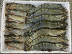 Frozen Tiger Prawn