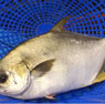 Cá chim trắng sông