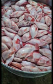 Cá diêu hồng