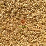 Brown Japonica rice