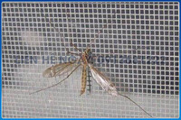 Lưới chống côn trùng