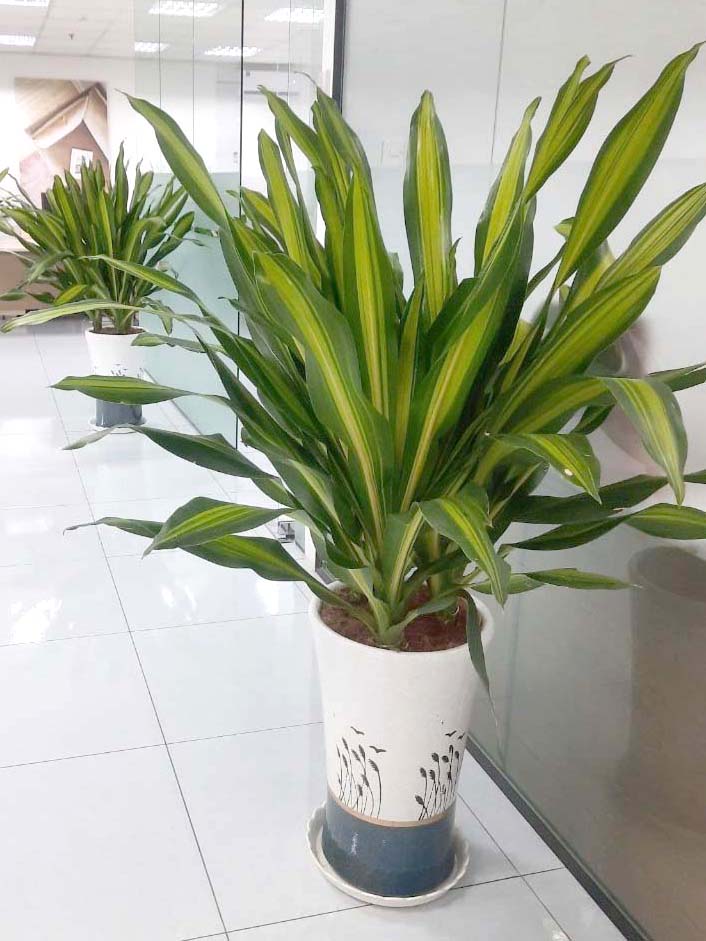 Cây phát tài Đài Loan