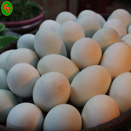 Trứng lộn so