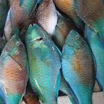 Frozen parrot fish