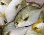 Cá chim vẩy vàng đông lạnh