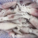 Mực đông lạnh