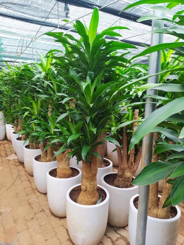 Cây thiết mộc lan