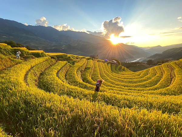 Tour Mù Cang Chải - Sapa mùa lúa chín (3 ngày 2 đêm)