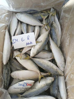 Cá bạc má