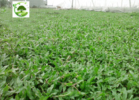 Dịch vụ trồng cỏ lá gừng