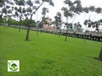Dịch vụ trồng cỏ lá gừng