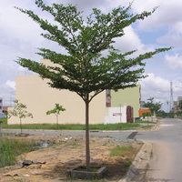 Cây bàng Đài Loan