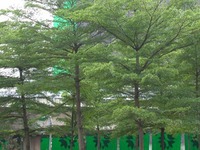 Cây bàng Đài Loan