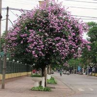 Cây bằng lăng tím