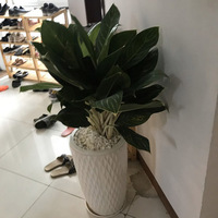 Cây bàng Singapore