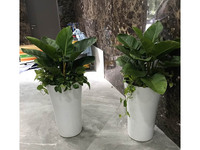 Cây trầu bà đế vương