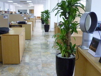 Cho thuê cây xanh văn phòng