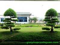 Thi công cảnh quan