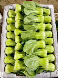 Rau cải chíp