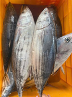 Cá ngừ vằn