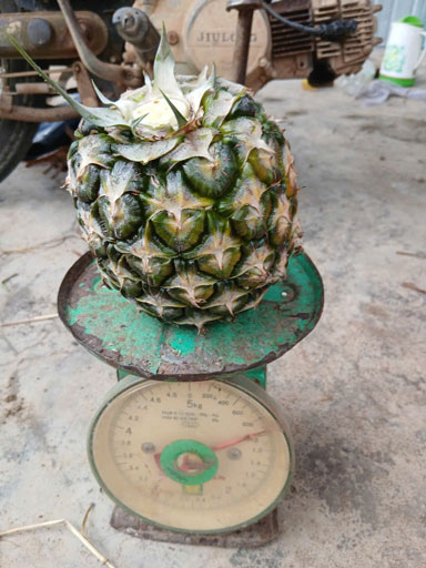 Dứa