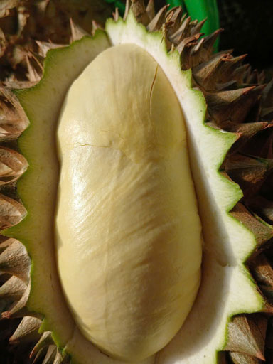 Sầu riêng