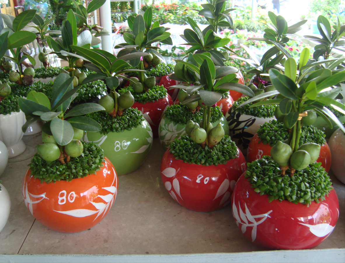 Cây may mắn