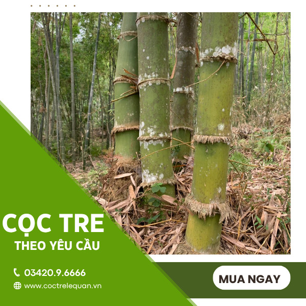 Cọc tre theo yêu cầu