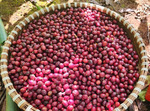 Mận