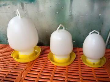 Máng uống nước cho gà