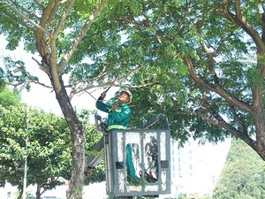Dịch vụ cưa cây
