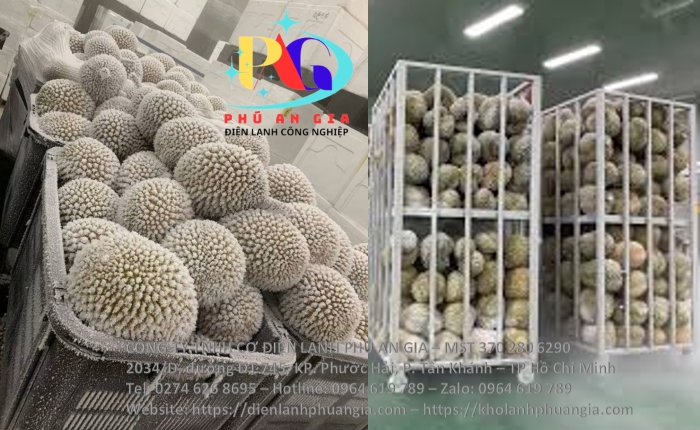 Kho bảo quản sầu riêng nguyên quả
