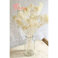 Hoa Baby Bloom trắng Gypsophila khô decor phong cách tối giản