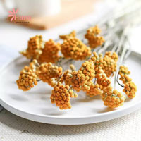 Hoa cúc trường sinh khô