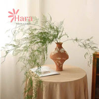 Kim thuỷ tùng khô