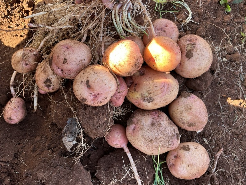 Khoai tây Đà Lạt