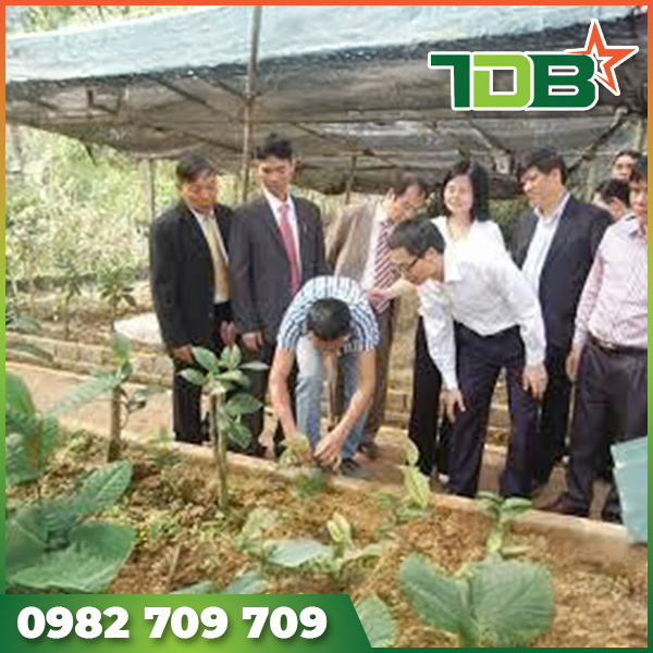 Video dự án trồng cây dược liệu