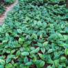 Cây gù hương (xá xị)